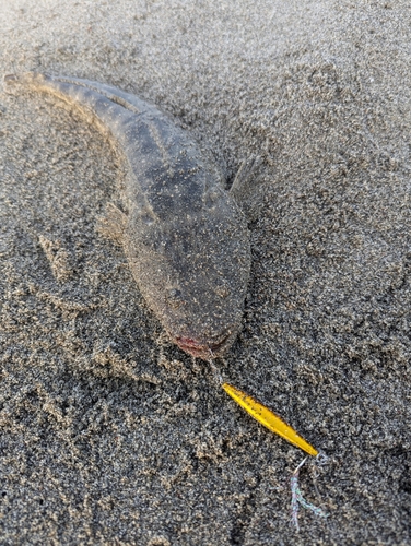 マゴチの釣果