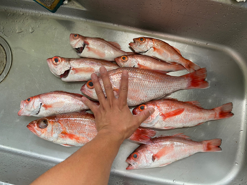 アカムツの釣果