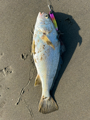 イシモチの釣果