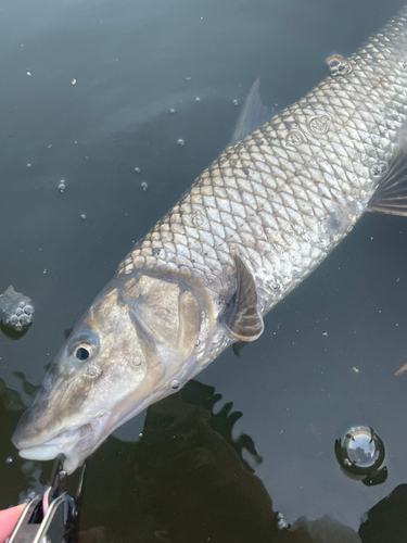 ニゴイの釣果