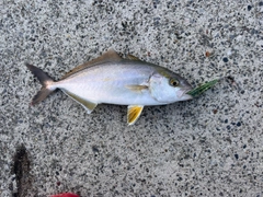 ショゴの釣果