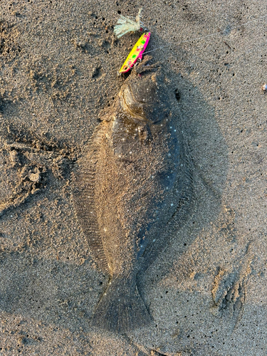 ヒラメの釣果