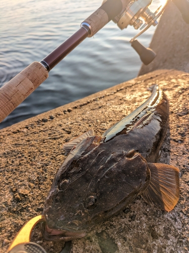 マゴチの釣果