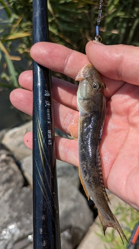 マハゼの釣果