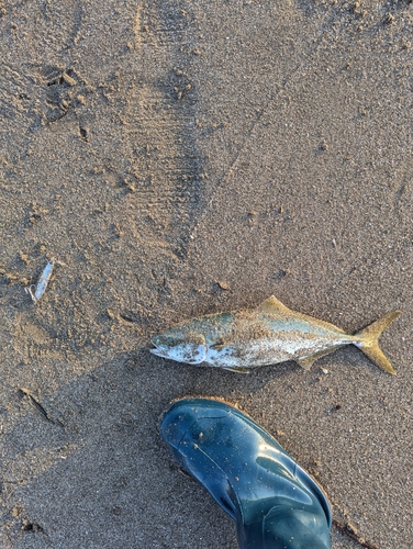 ワカシの釣果