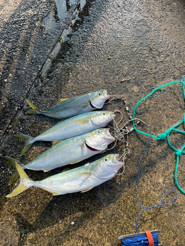 ワカシの釣果