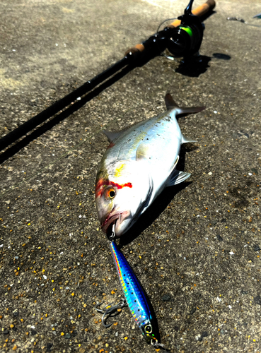 カンパチの釣果