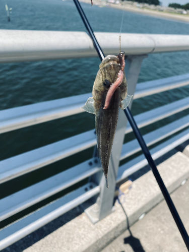 マハゼの釣果