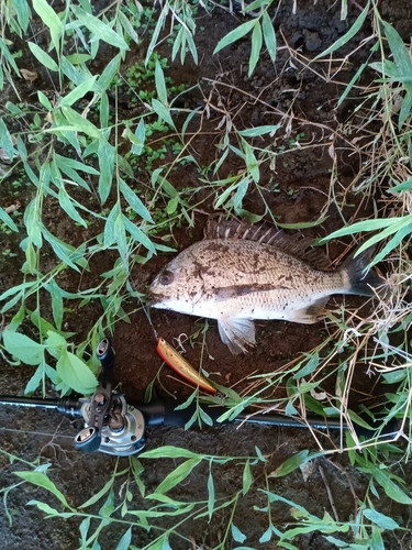 キビレの釣果