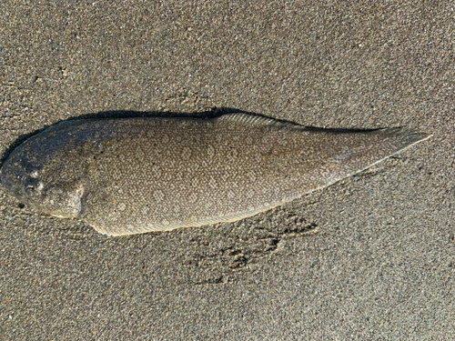 シタビラメの釣果