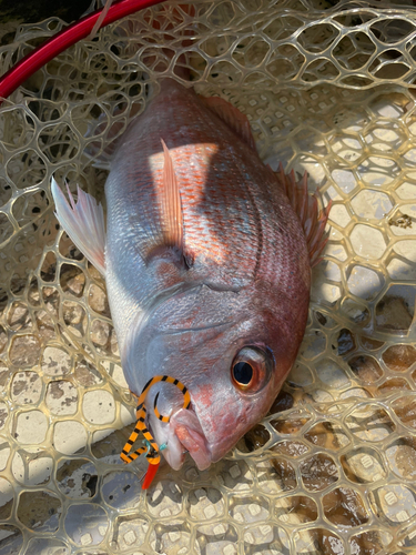 マダイの釣果