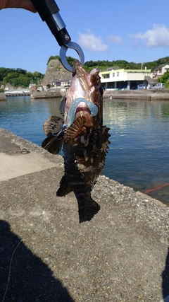 ムラソイの釣果