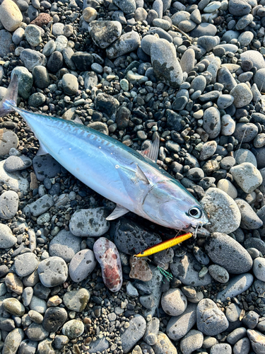 マルソウダの釣果