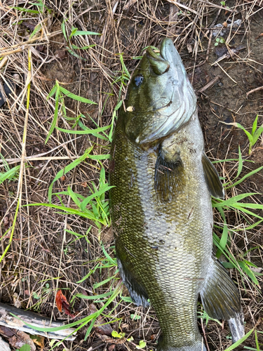 スモールマウスバスの釣果