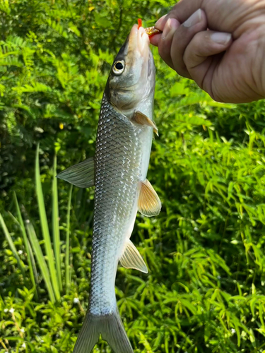 ニゴイの釣果