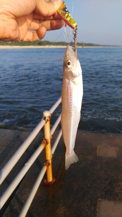 シロギスの釣果