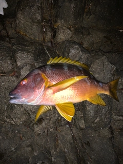 シブダイの釣果