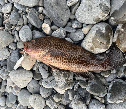 オオモンハタの釣果