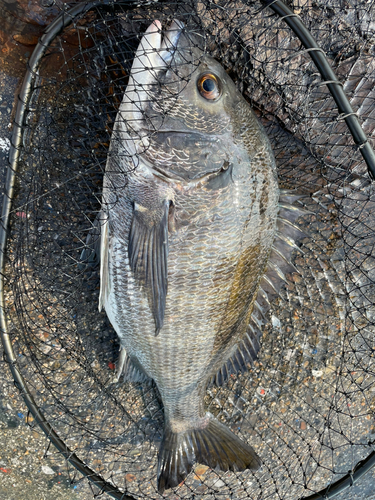 クロダイの釣果