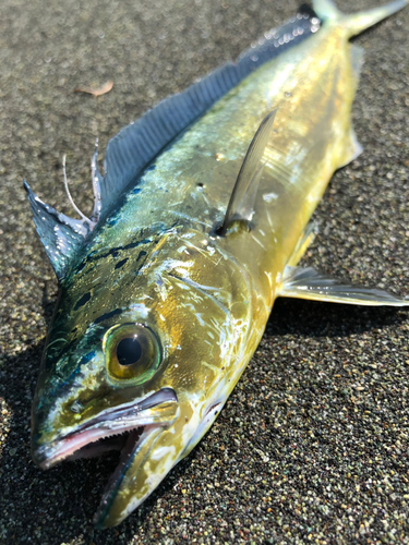 シイラの釣果