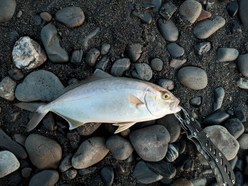 ショゴの釣果