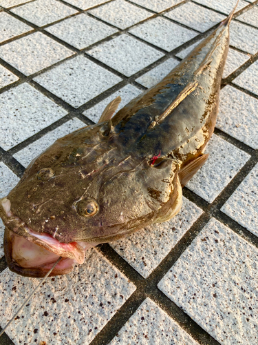 マゴチの釣果