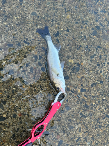 フッコ（マルスズキ）の釣果