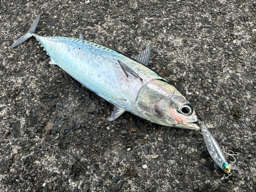 ソウダガツオの釣果