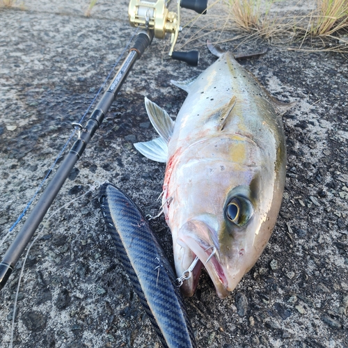 カンパチの釣果