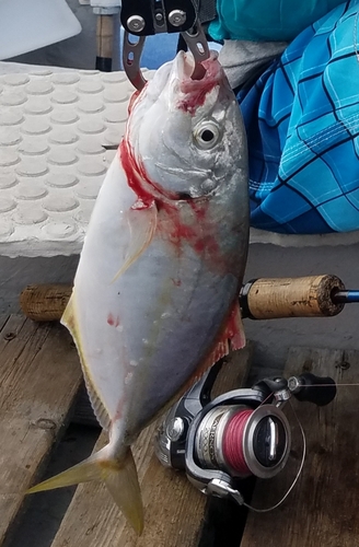 シマアジの釣果