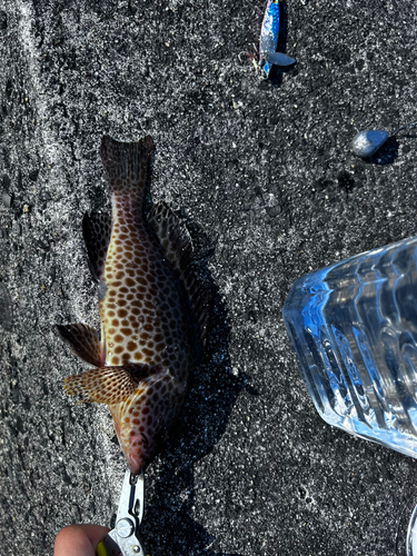 オオモンハタの釣果