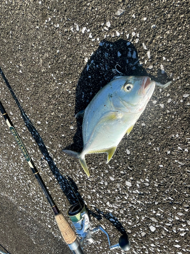 メッキの釣果