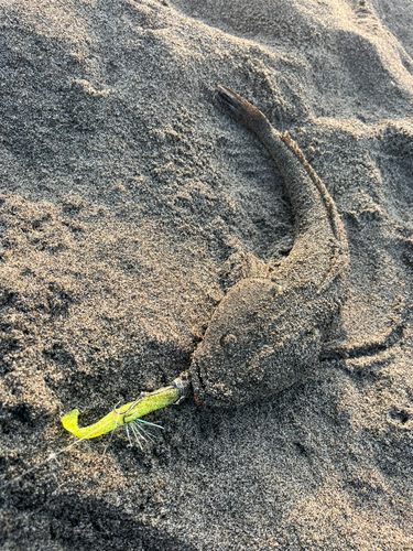 コチの釣果