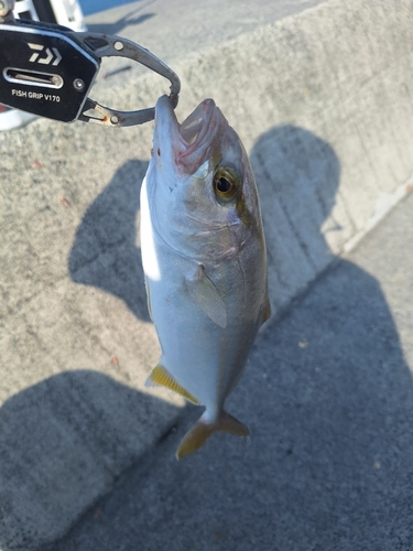 ショゴの釣果