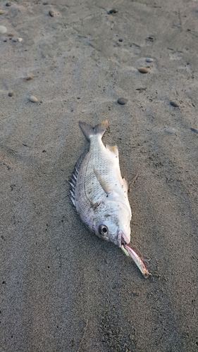 釣果