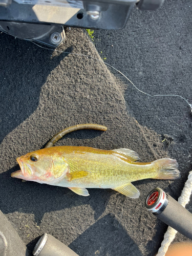 ラージマウスバスの釣果