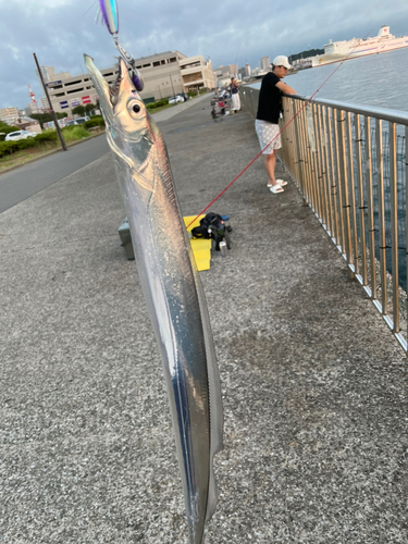 タチウオの釣果