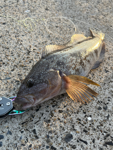 アイナメの釣果