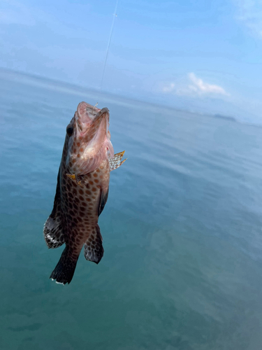 オオモンハタの釣果