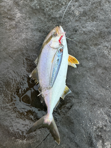 ショゴの釣果