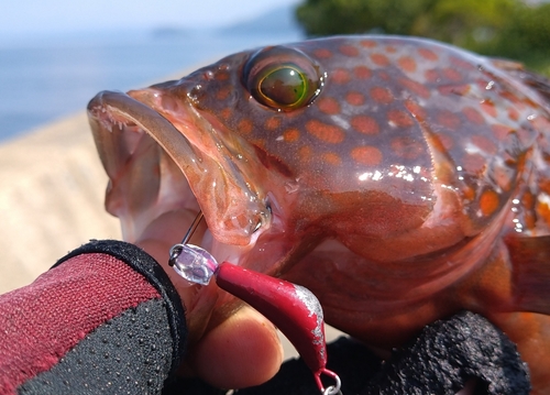 アコウの釣果