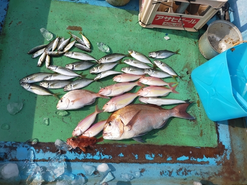 マダイの釣果