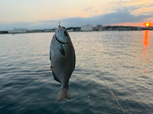 イズスミの釣果