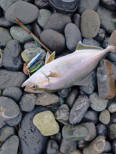 ショゴの釣果