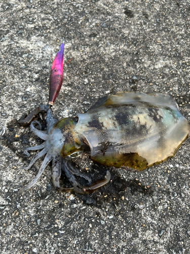 アオリイカの釣果