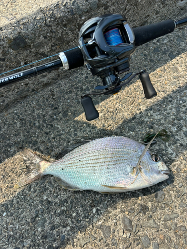 ヘダイの釣果