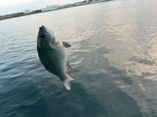 メジナの釣果