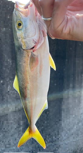 ワカシの釣果