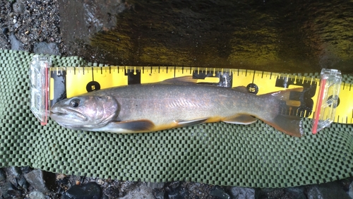 ニッコウイワナの釣果