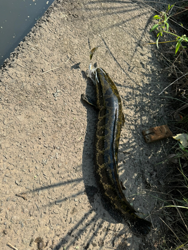 ライギョの釣果